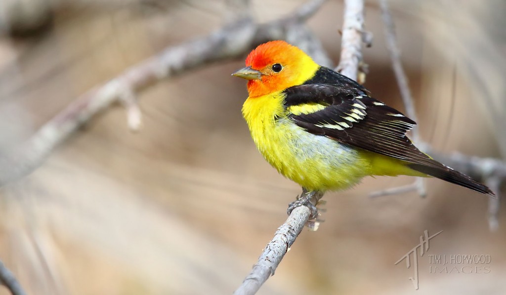 Western Tanager - a real splash of tropical colour on a spring day.