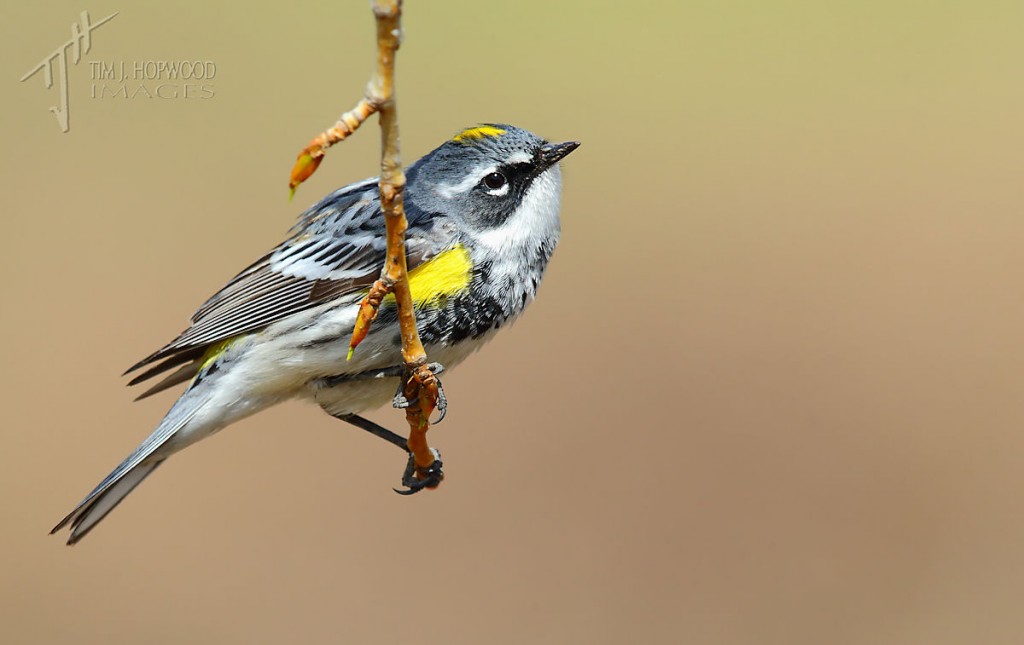 Yellow-rumped Warbler hanging out.