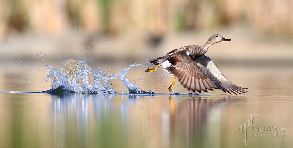 Gadwall taking off from a glass-like pond surface...