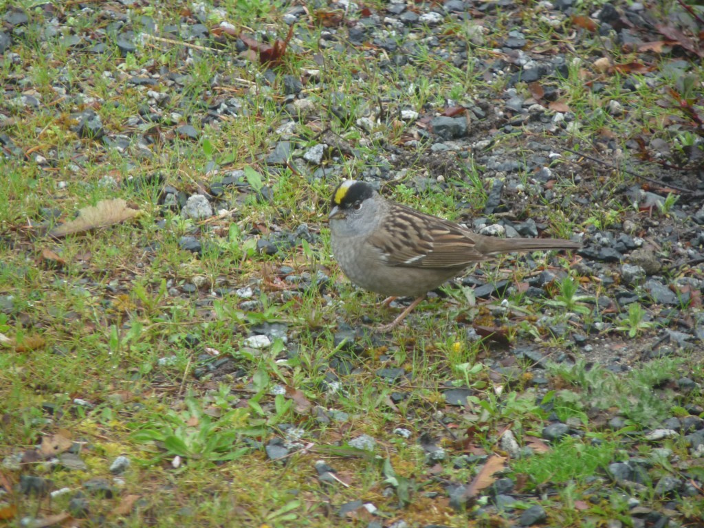 Golden-crowned Sparrow on lawn. Good camouflage, eh?
