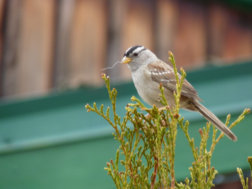 White-crowned Sparrow in spring