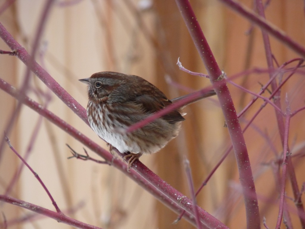 Song Sparrow in the dogwood bush