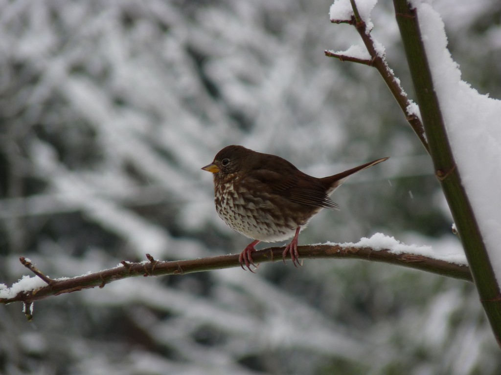 West coast Fox Sparrow in winter. Note the yellow mandible. 