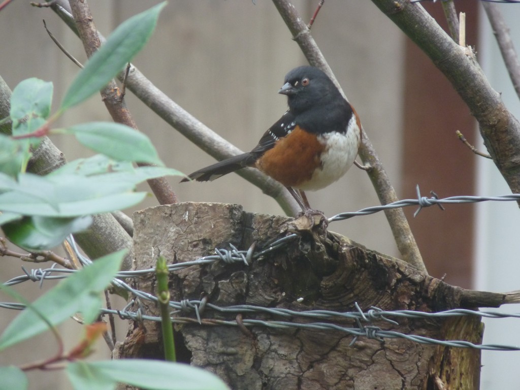Cocky Spotted Towhee on tree stump, posing