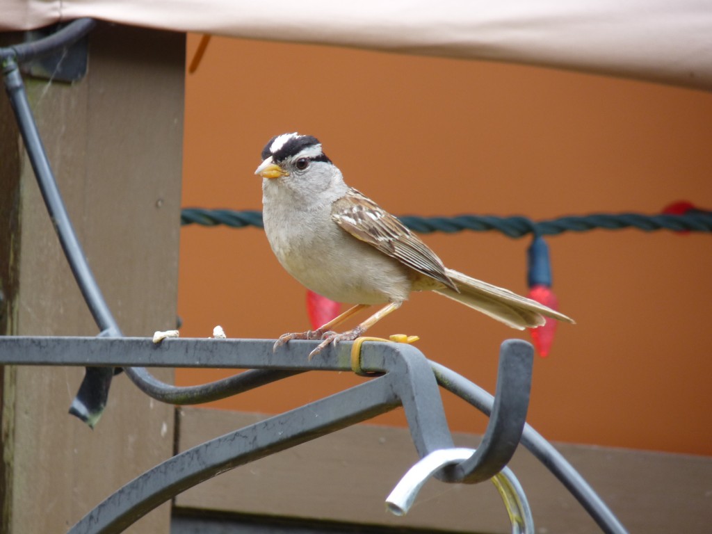 White-crowned Sparrow. These birds nest in our village shopping centre every spring. 