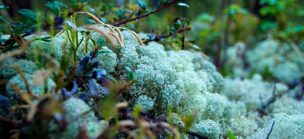 Okay, maybe I did get a little bit obsessed with lichen.
