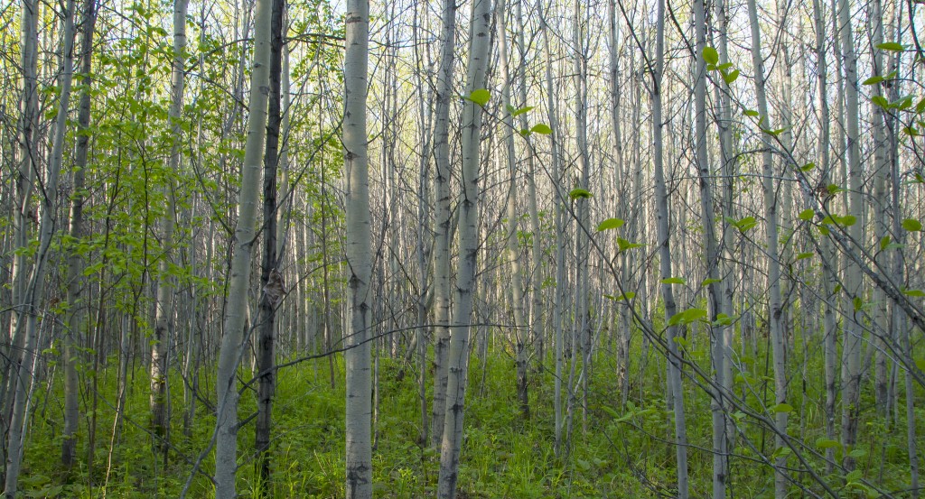 A dense aspen stand, good for Mourning Warblers!
