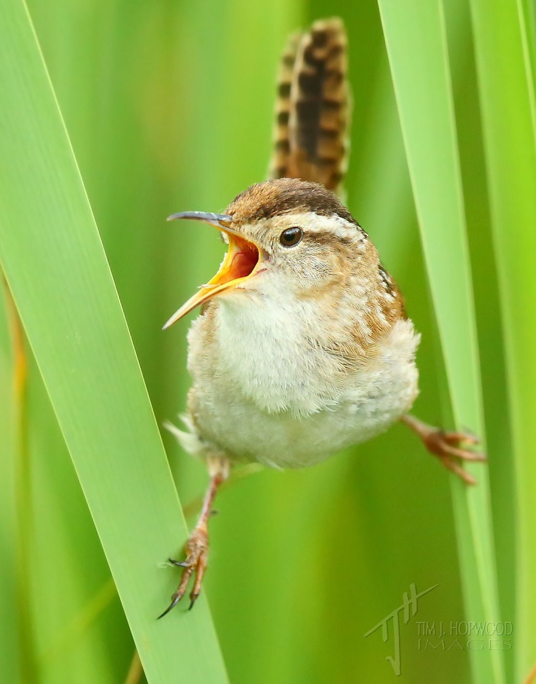 happy-summer-holidays-bird-canada