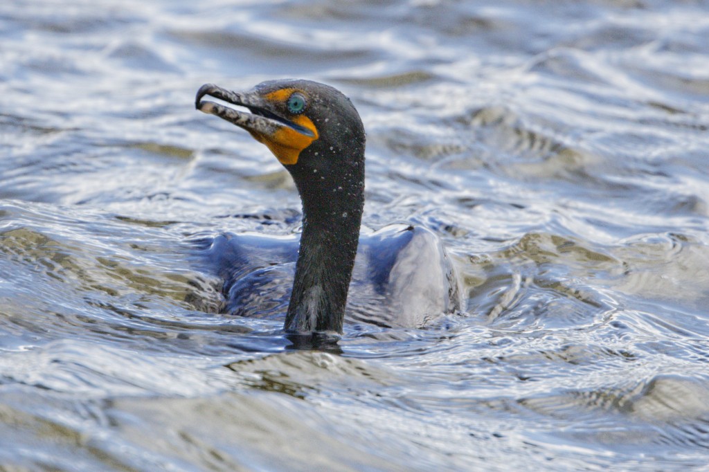 Cormorant Comes Up for Air. Photo by Dave Stephens.