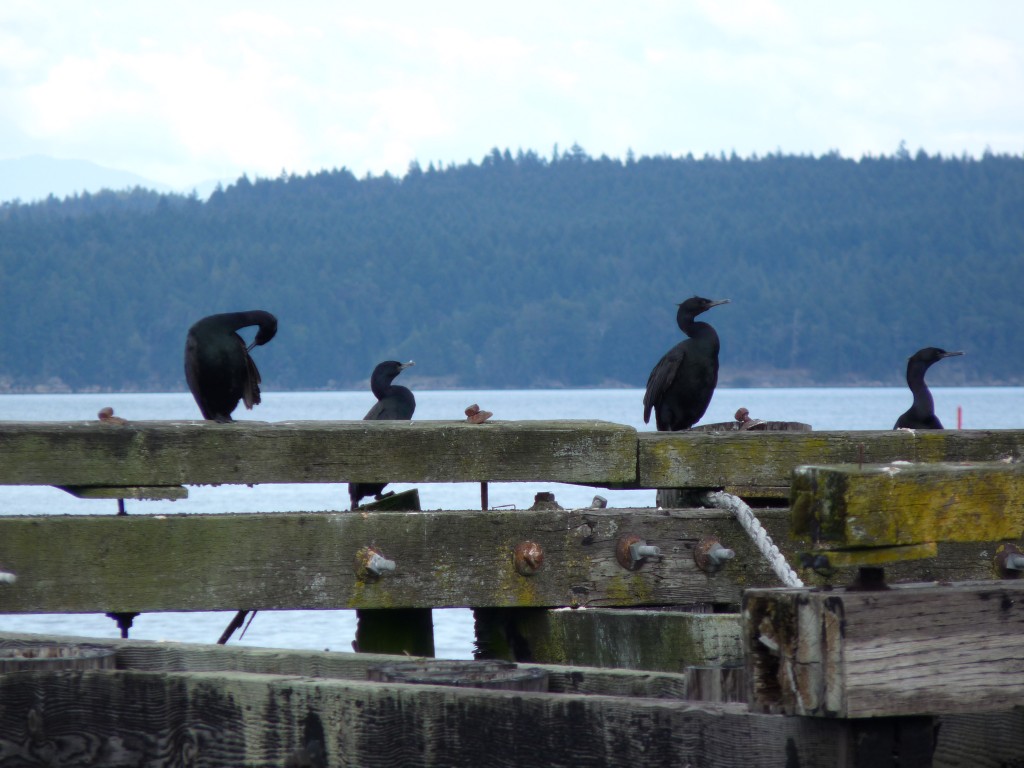 Cormorants at Nanaimo Harbour. Photo by Sharon McInnes. 