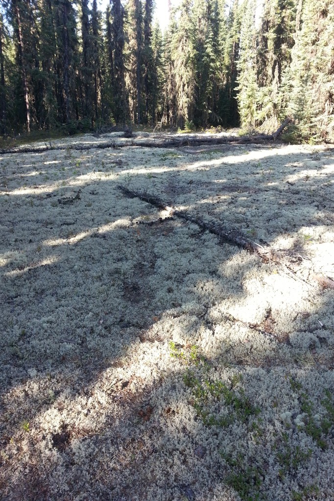 Small clear cut areas in upland regions would be just full of lichen