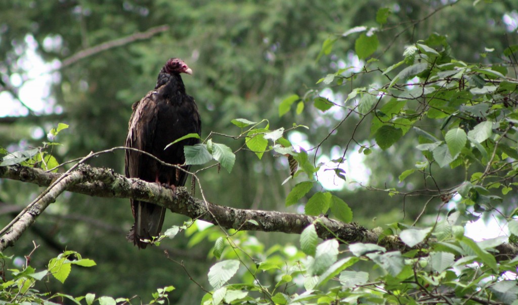 Turkey Vulture in a tree. Photo by Brie McInnes. 