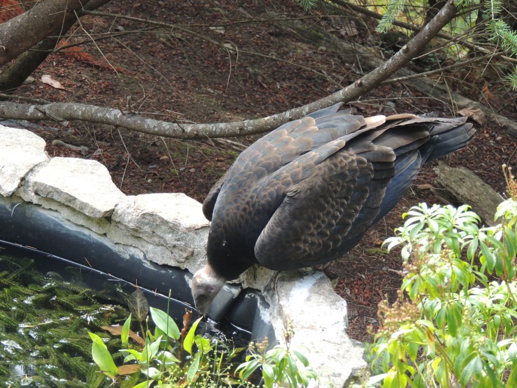 Vulture drinking from pond in back yard. Photo by Carol Baird-Krul. 