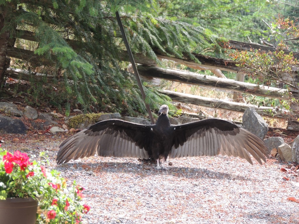 Vulture sunning itself in the garden. Photo by Carol Baird-Krul. 