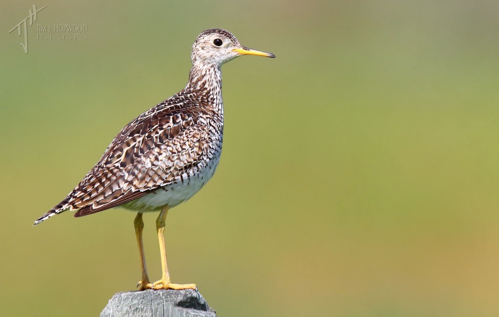 Upland Sandpiper - I have yet see one NOT on a fencepost!