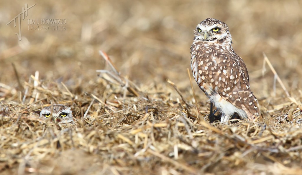 Burrowing Owls - with one just visible from the burrow entrance.