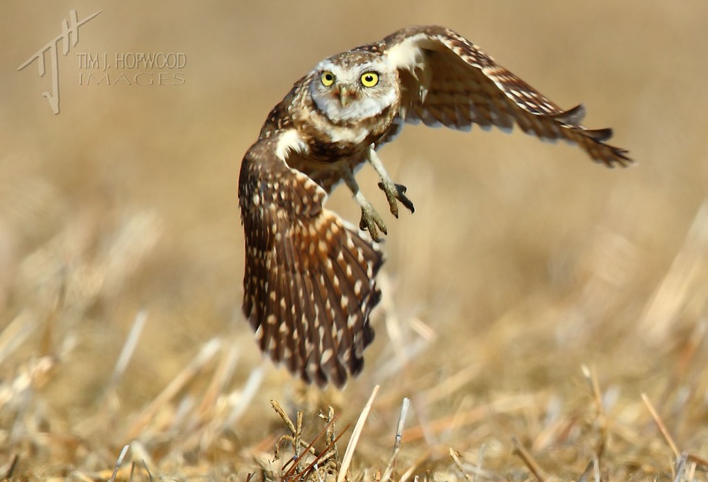 The Burrowing Owl - one of the most endangered birds in the grassland region.