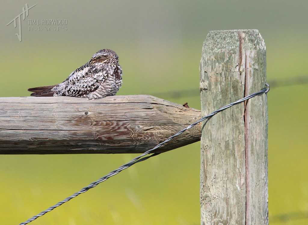 The Common Nighthawk at its daytime roost - blending in quite well with this fence post.