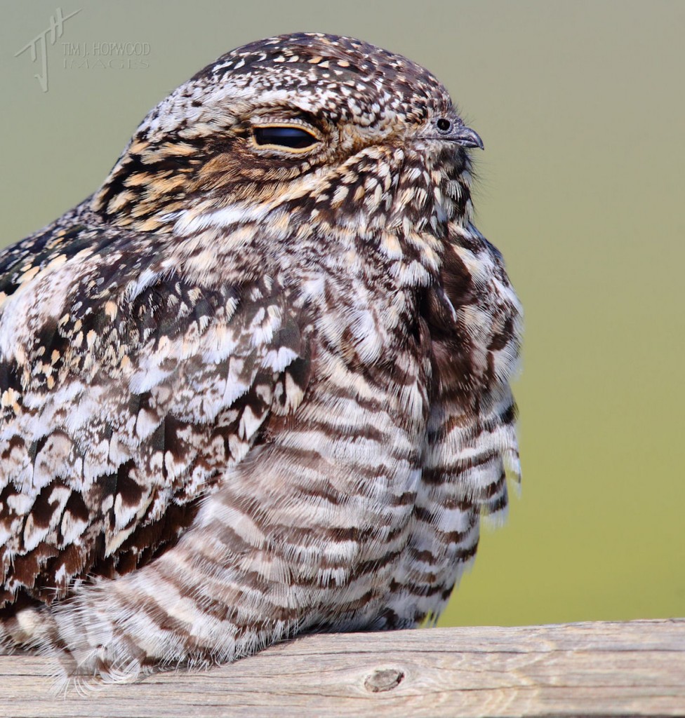 A Common Nighthawk up close & personal