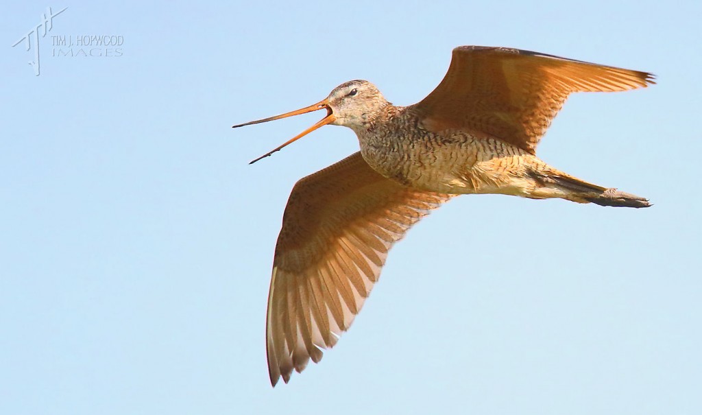 Marbled Godwit fly-by
