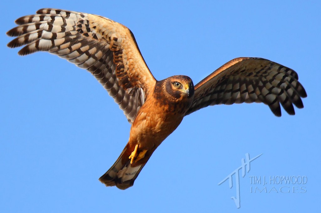 Northern Harrier - getting this nice close-up was another highlight of the summer.