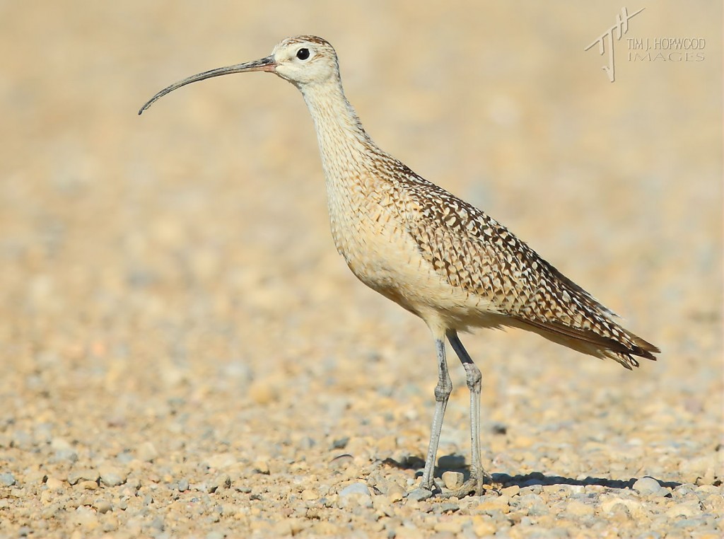 Long-billed Curlews that I've come across are quite territorial and not shy of coming into the middle of the road and challenging me & my vehicle!