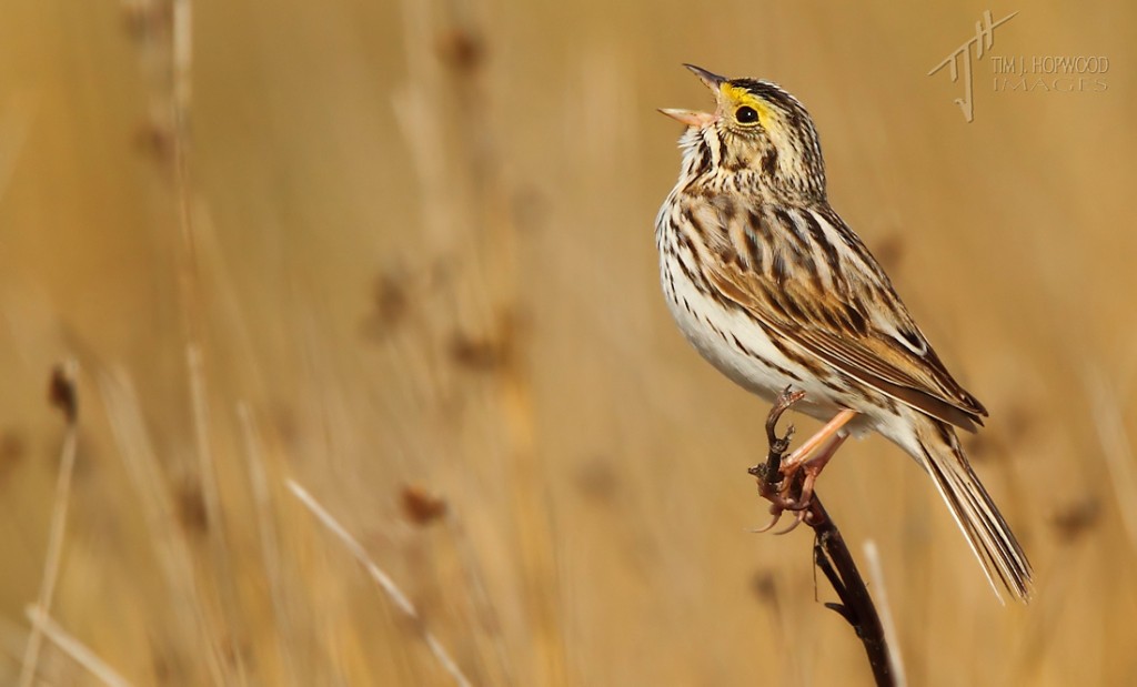 Savannah Sparrow - singing away in early spring
