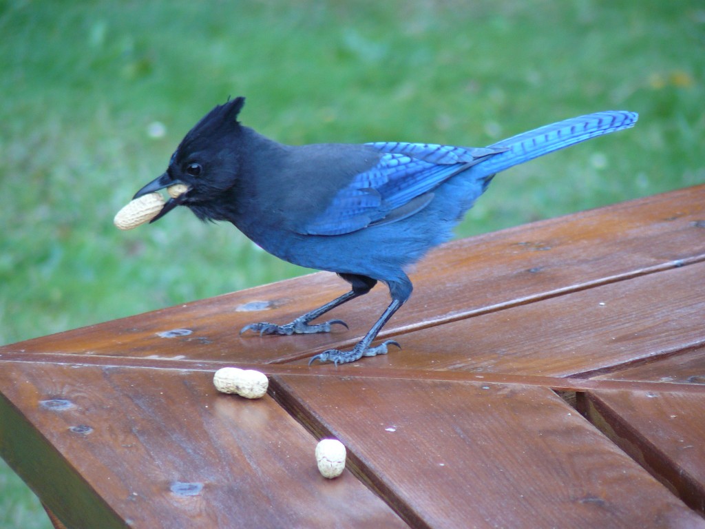 One jay, one mouth, two peanuts. 