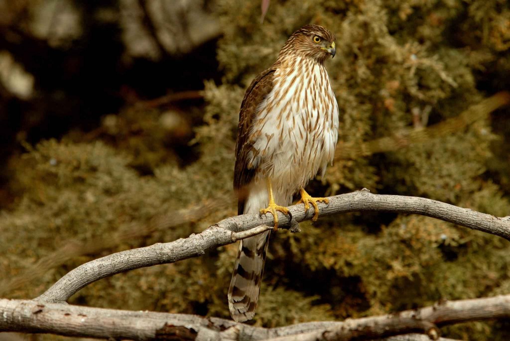 Cooper's Hawk. (Public Domain image.)
