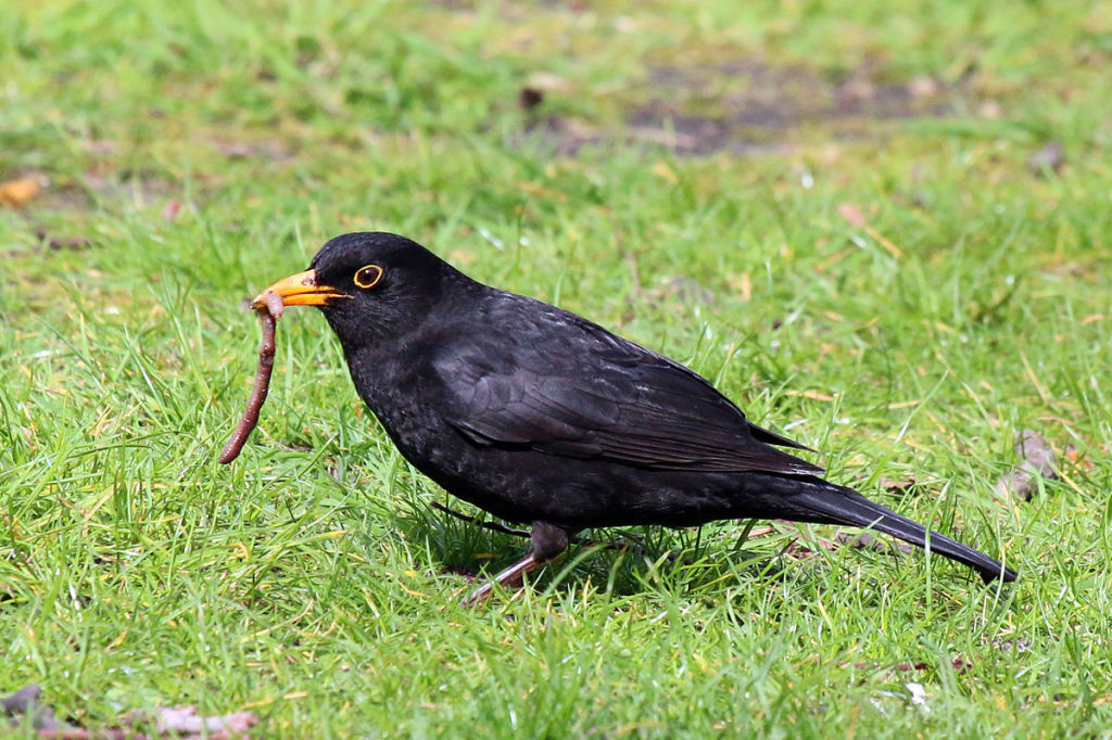 Common Blackbird, in Warwick Square, London, England. Photo by Charles Sharp. CC license.