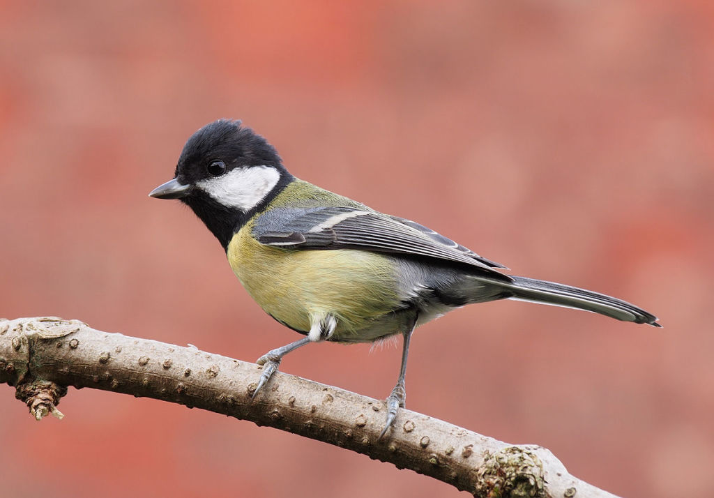 Great Tit. Photo by Francis C. Franklin. CC license.