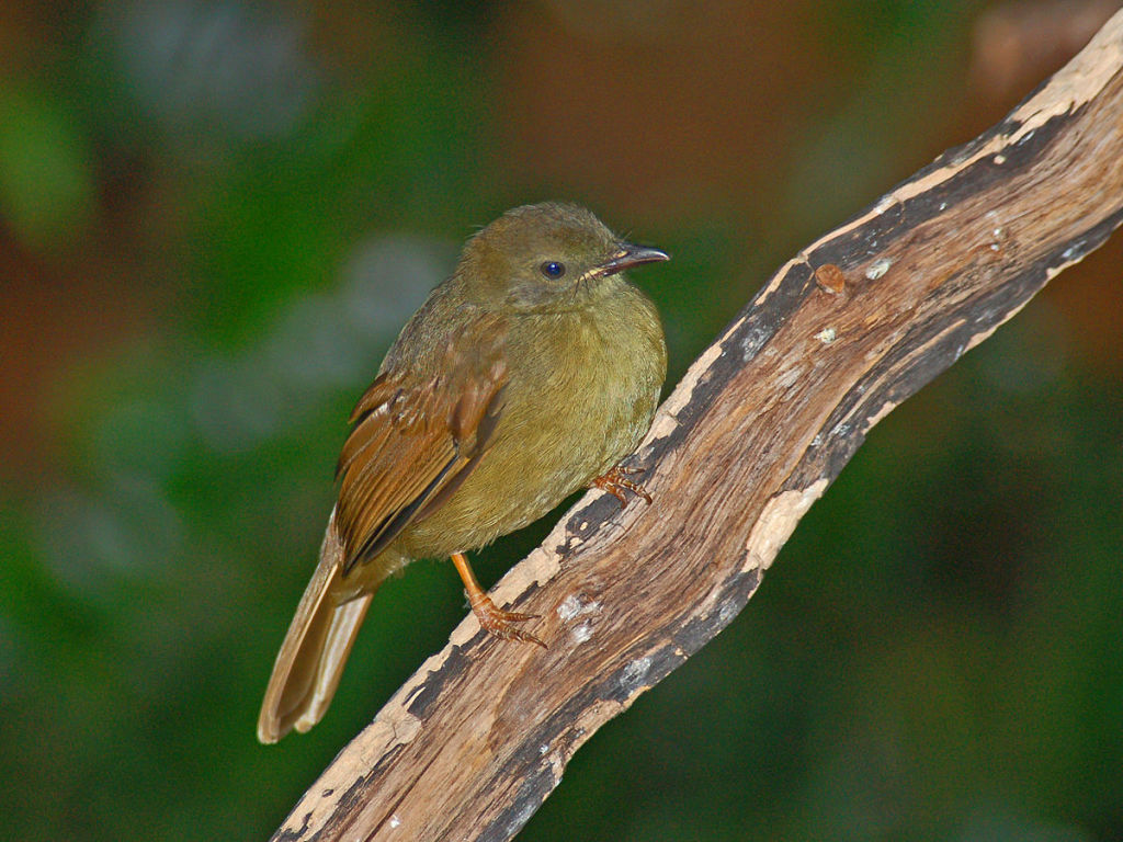 Little Greenbul. Photo by  Hechtonicus. CC license.