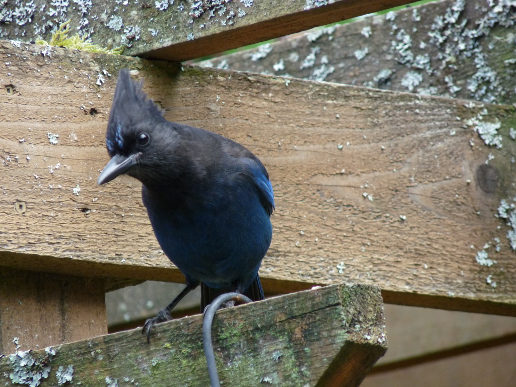 Steller's Jay, one of our "family" of nine, waiting for a peanut. 