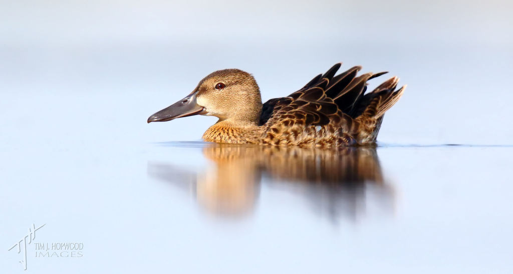 Shooting at ground level also works great for ducks, such as this young Northern Shoveller.