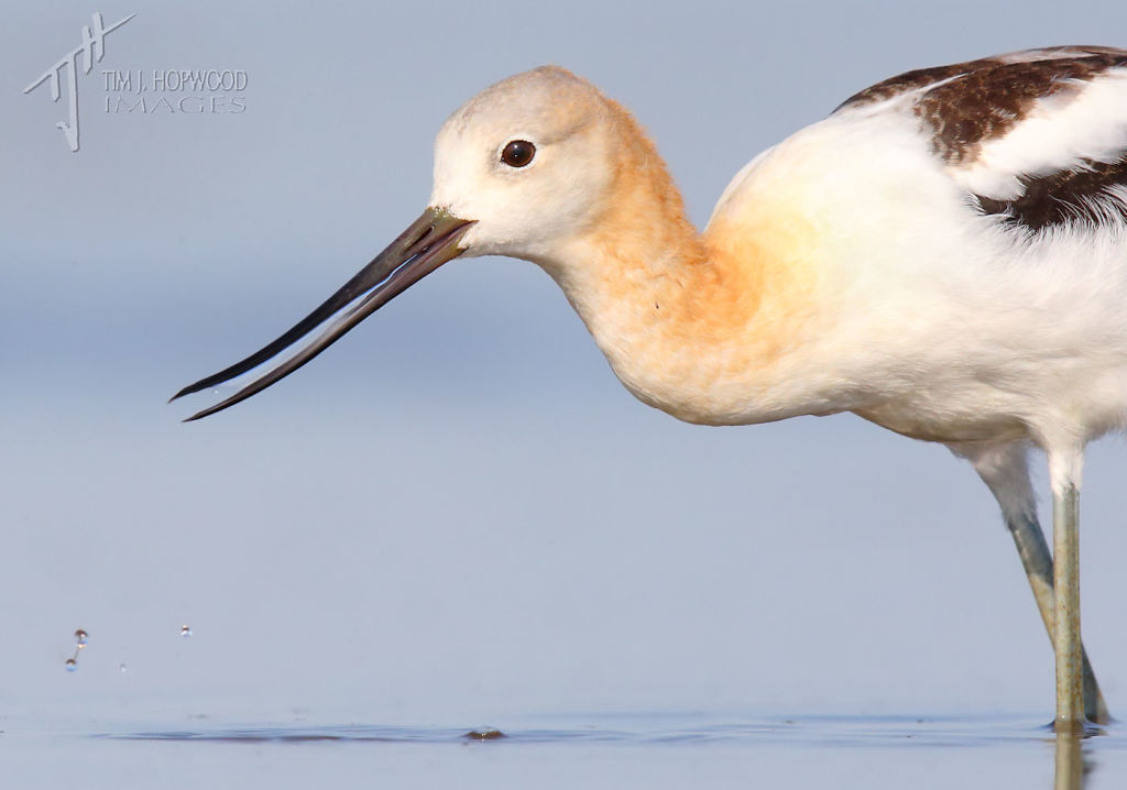 American Avocet - up close and personal.