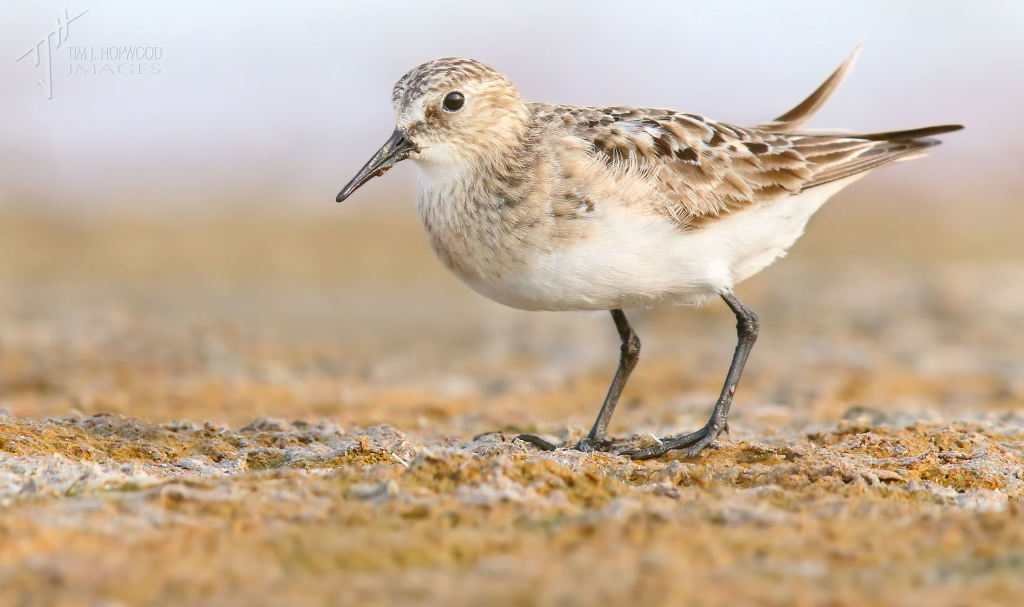 A Baird's Sandpiper - another lifebird. And I used to think all peeps looked the same...shame on me :)