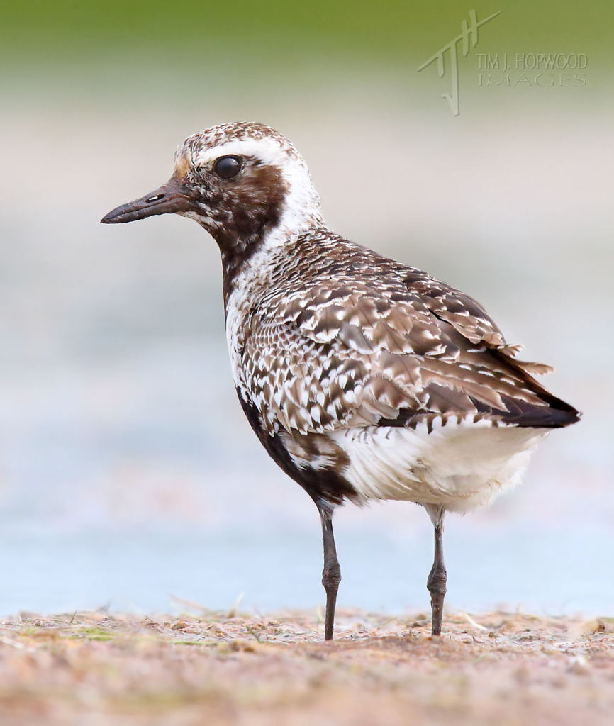 A Black-bellied Plover keeps a close eye on things.