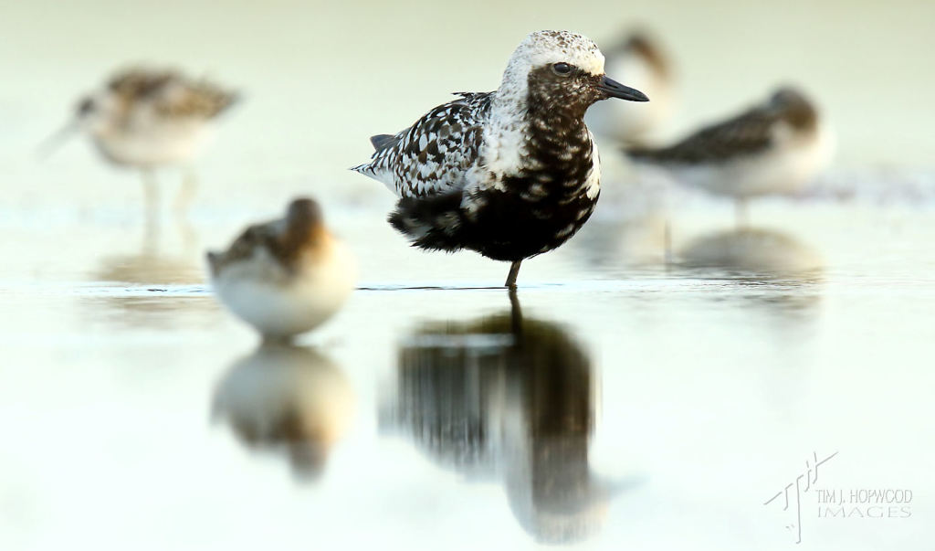 A Black-bellied Plover at rest amongst a flock of phalaropes.