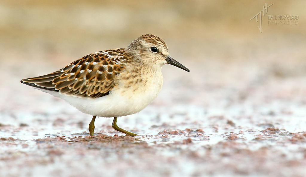 And last but not least, except in name, the cute little Least Sandpiper.