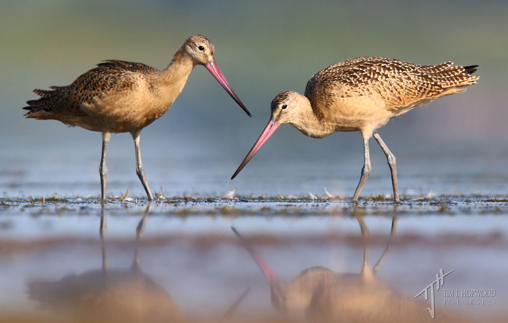 A pair of Marbled Godwits feeding on the mudflats.