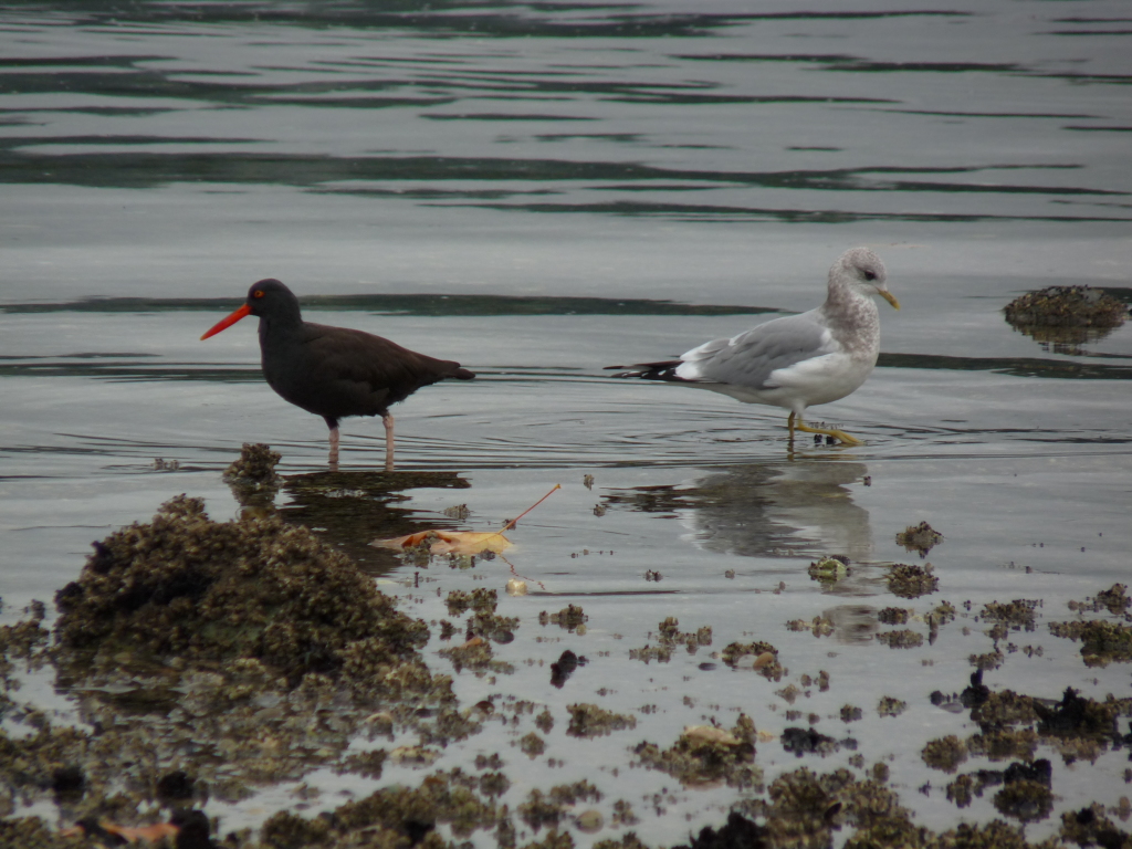 Black Oystercatcher and Gull on shores of Gabriola Island.  Photo by Sharon Mcinnes. 