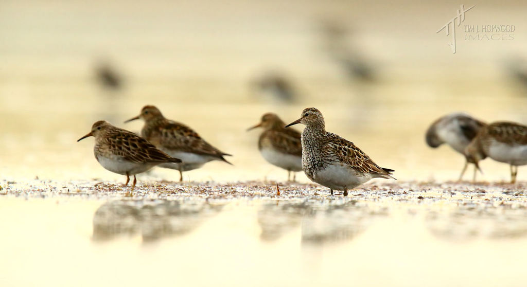 Early morning at Weed Lake...waiting, like these Pectoral Sandpipers, for the sun to rise.
