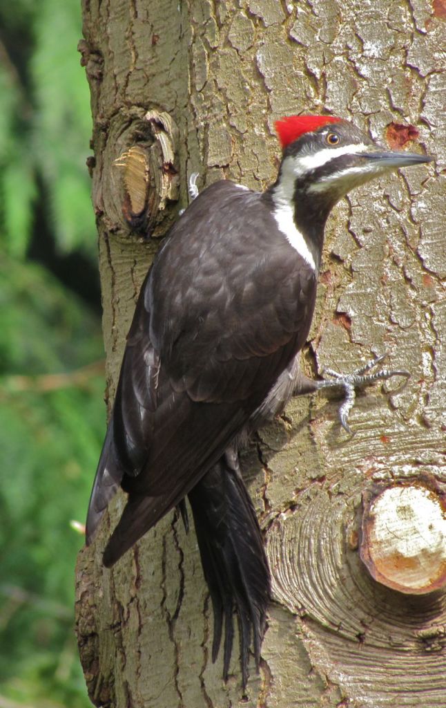 Pileated Woodpecker. Photo by George Clulow, Burnaby Outdoors.
