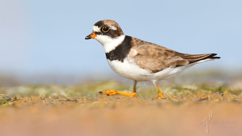 A Semi-palmated Plover sprinting a long the shoreline.