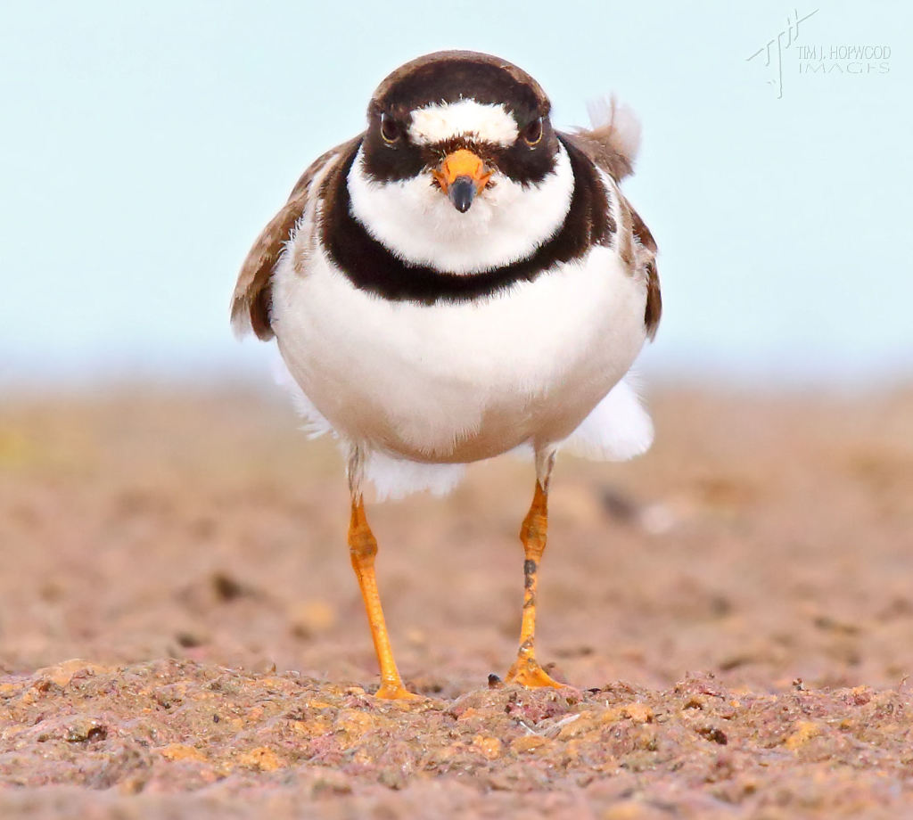 Semi-palmated Plover - I think I may have been spotted!