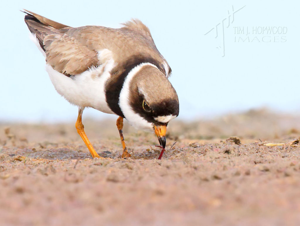 Semi-palmated Plover yanking a worm from the mud.