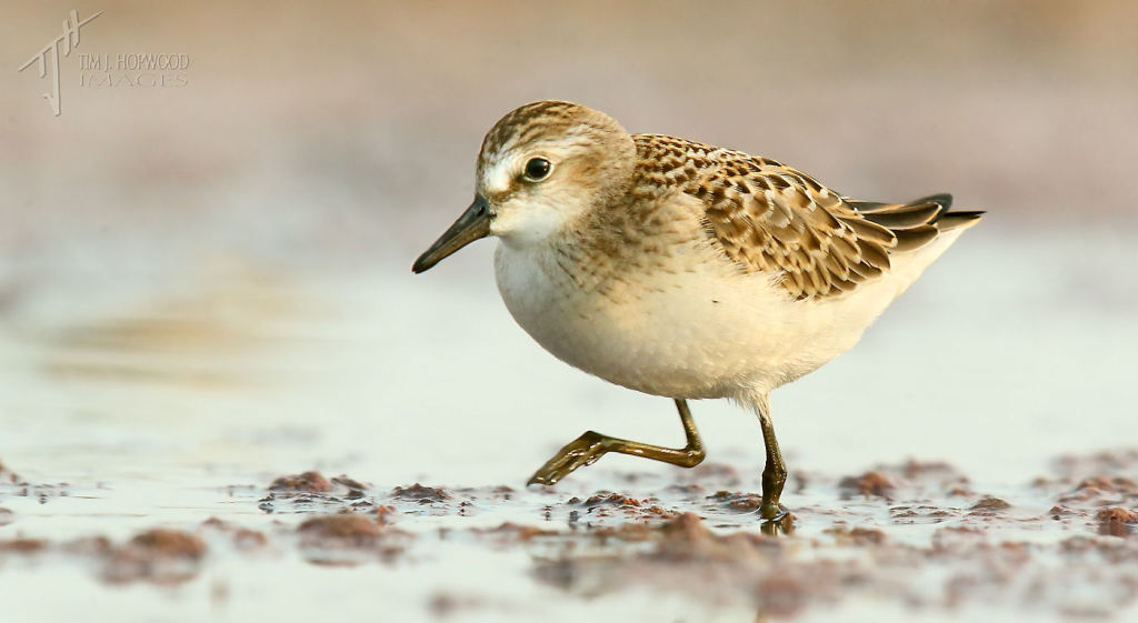 A Semipalmated Sandpiper - a fairly common 'peep', but a lifer for me in 2014
