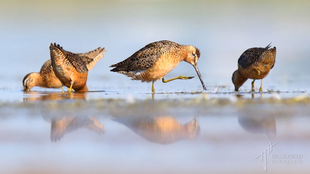 A flock of feeding Short-billed Dowitchers.