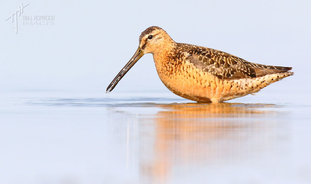 A Short-billed Dowitcher - shot from almost ground level, hence a completely out-of-focus background.