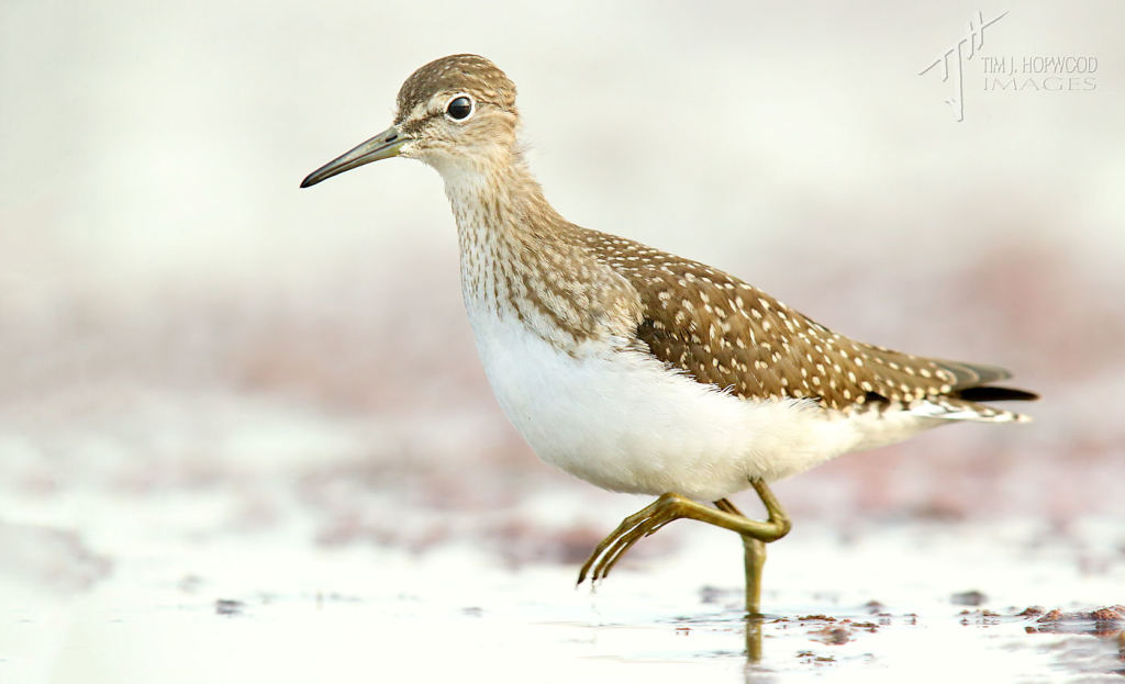 One of a pair of Solitary Sandpipers that fed for a few minutes in front of my position.